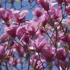 Magnolia 'Galaxy'