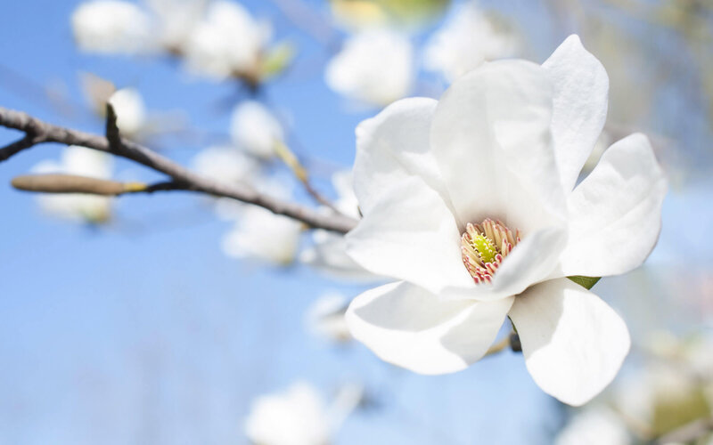 Magnolia kobus
