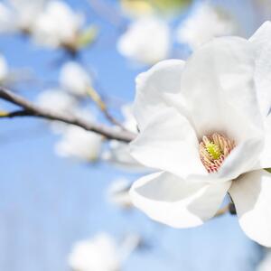 Magnolia kobus