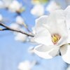 Magnolia kobus
