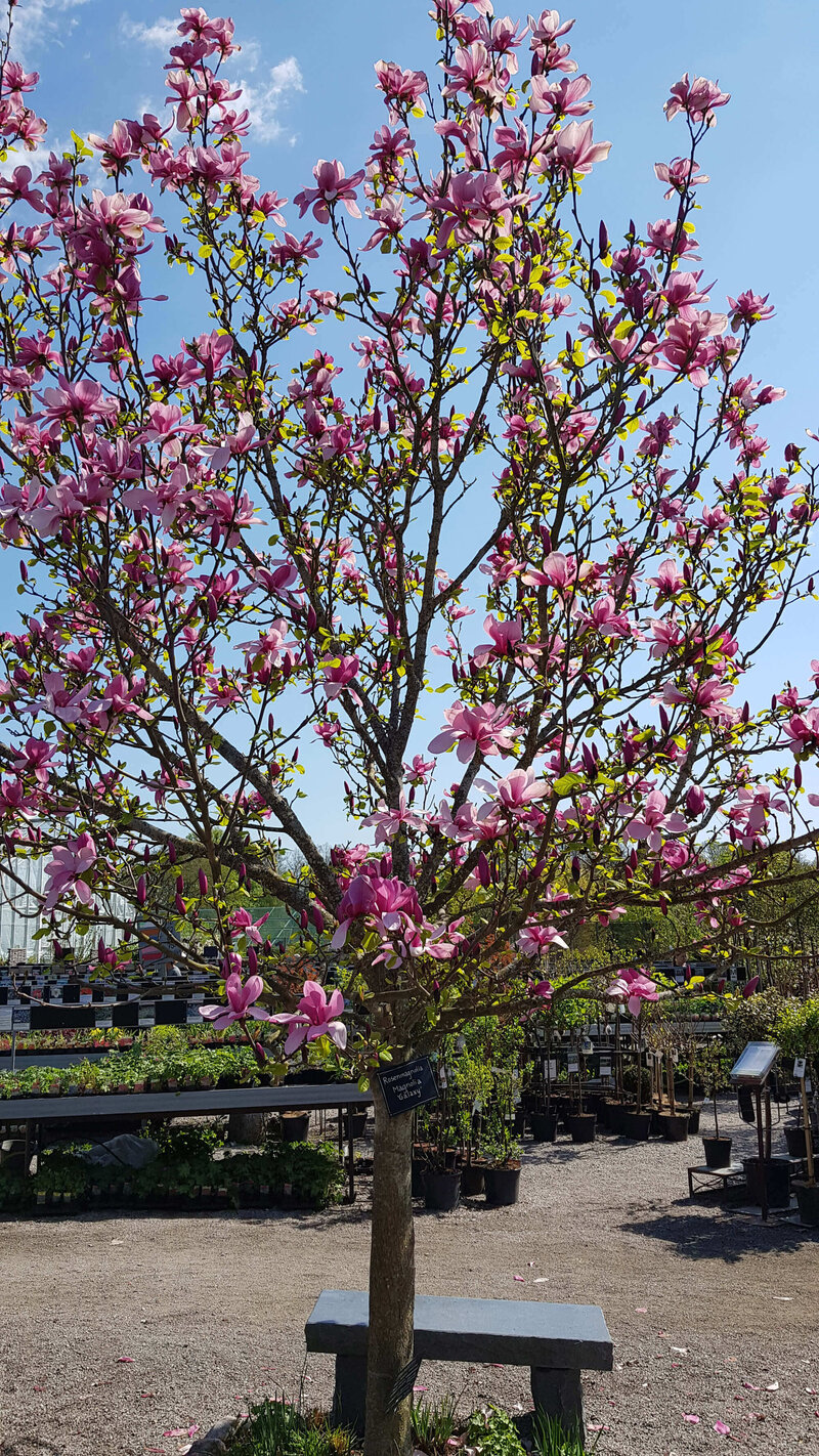Magnolia 'Galaxy'