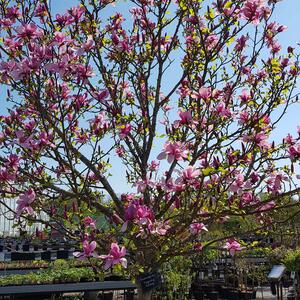 Magnolia 'Galaxy'