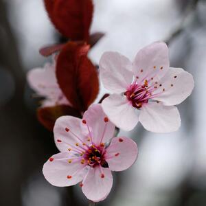 Prunus cerasifera Nigra