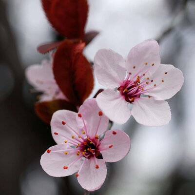 Prunus cerasifera Nigra