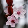 Prunus cerasifera Nigra