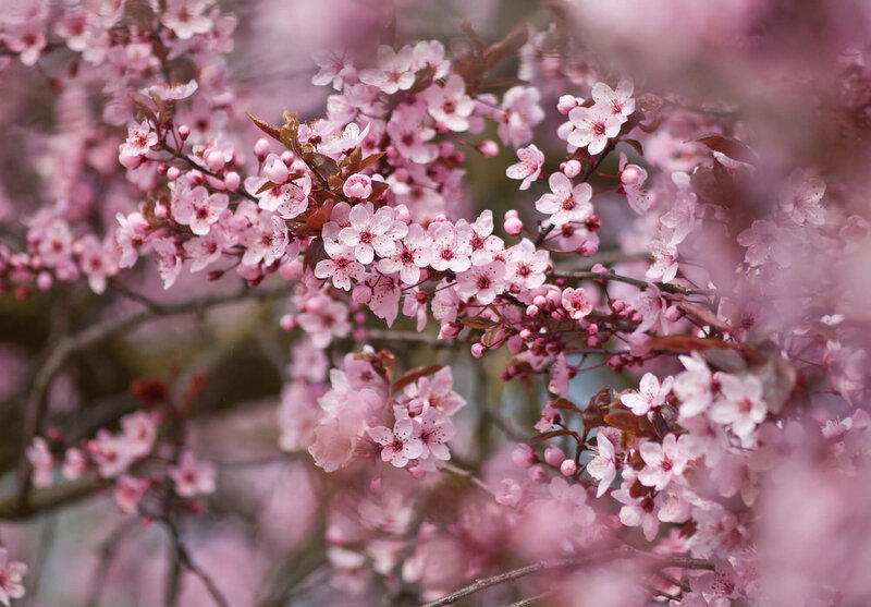 Prunus cerasifera Nigra