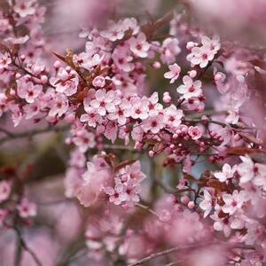 Prunus cerasifera Nigra