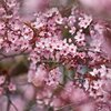 Prunus cerasifera Nigra