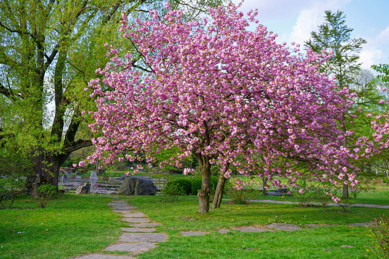 Prunus serrulata Kanzan
