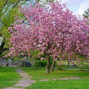 Prunus serrulata Kanzan