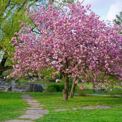 Prunus serrulata Kanzan