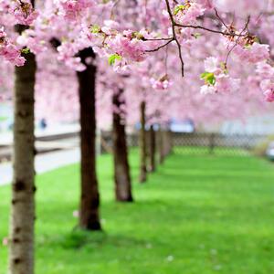 Prunus serrulata Kanzan