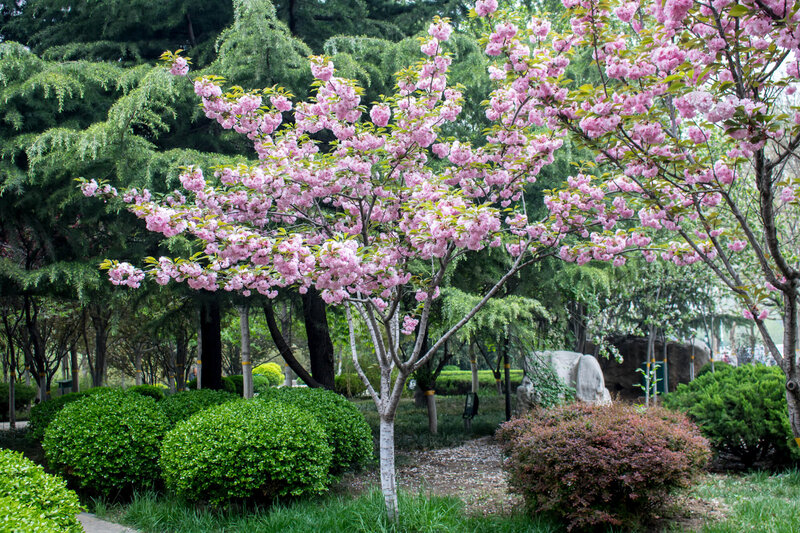 Prunus serrulata Kanzan