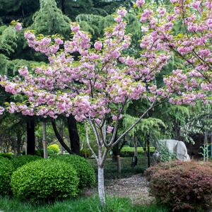 Prunus serrulata Kanzan