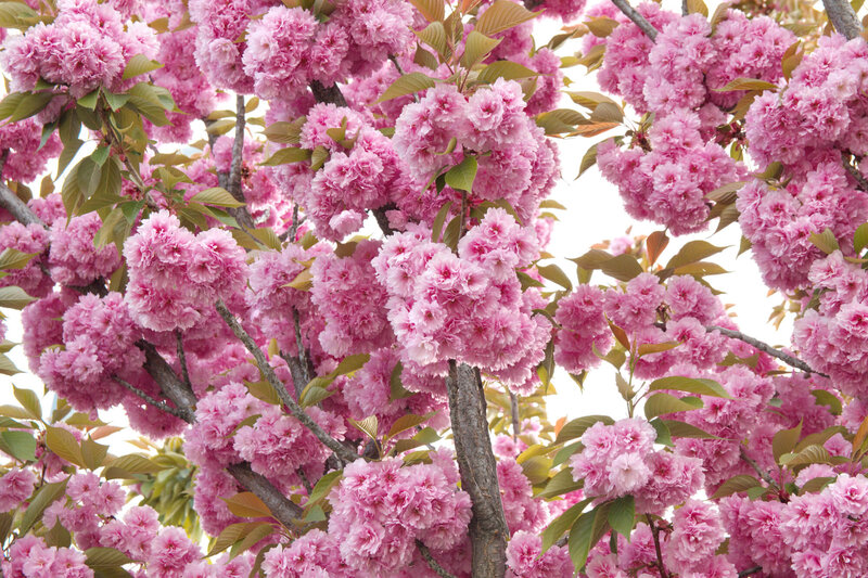 Prunus serrulata Kanzan
