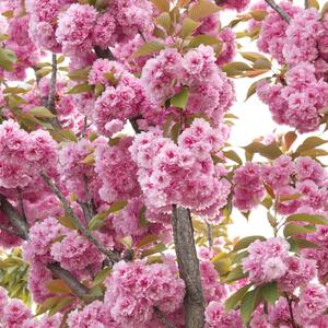 Prunus serrulata Kanzan