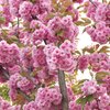 Prunus serrulata Kanzan