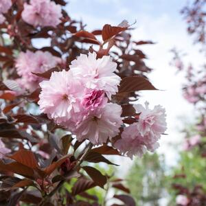 Prunus serrulata Royal Burgundy 