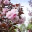 Prunus serrulata Royal Burgundy 