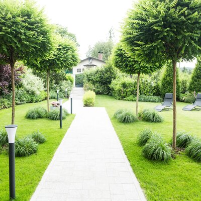 Kugel-Akazie | STARKL