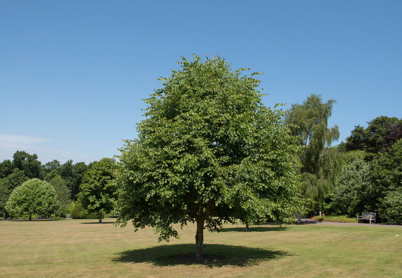Tilia cordata Rancho