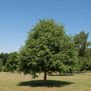 Tilia cordata Rancho