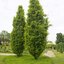 Quercus robus Fastigiata Koster