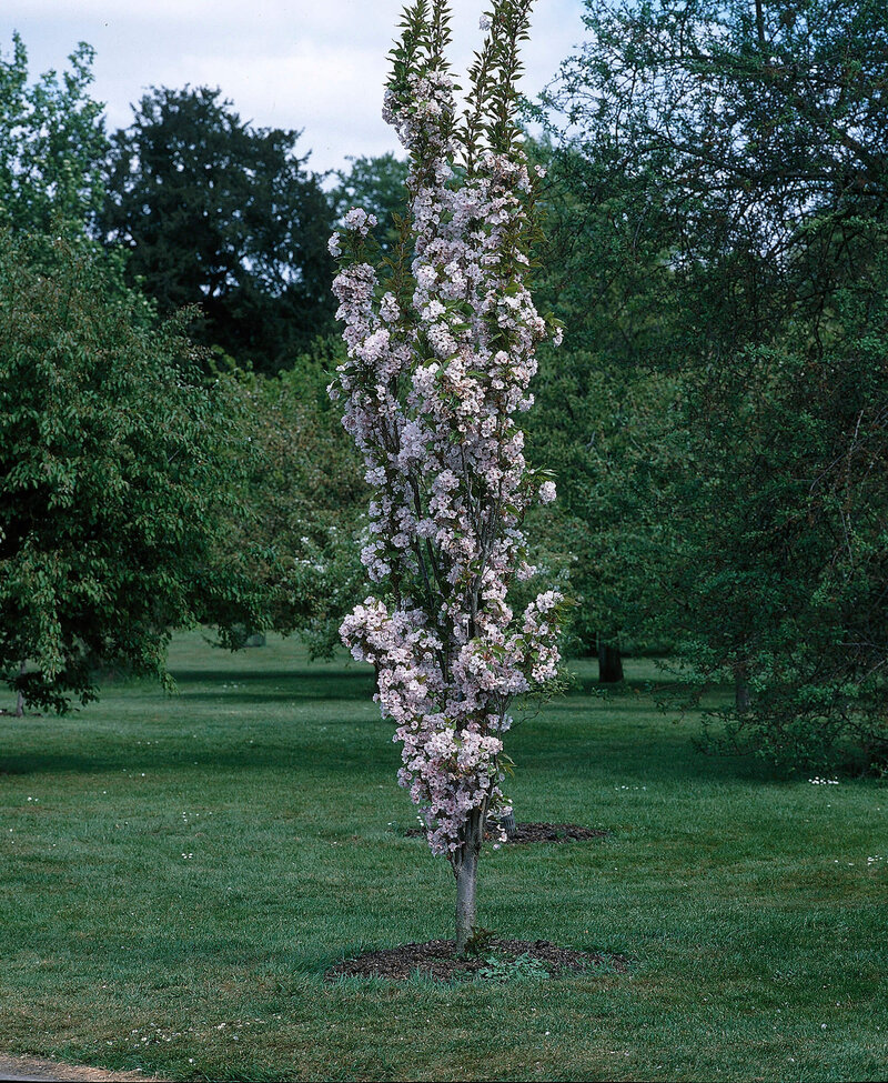 Prunus serrulata Amanogawa