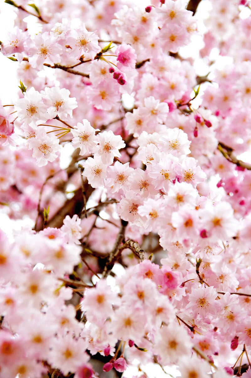 Prunus serrulata Amanogawa