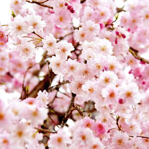 Prunus serrulata Amanogawa