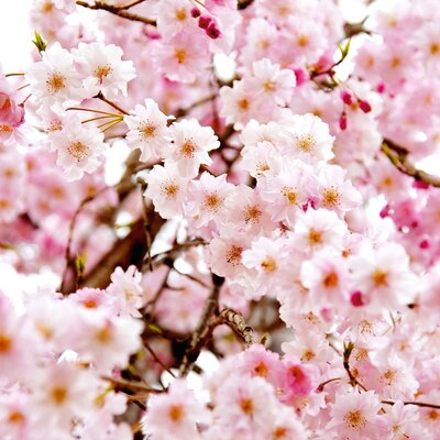 Prunus serrulata Amanogawa