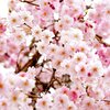 Prunus serrulata Amanogawa