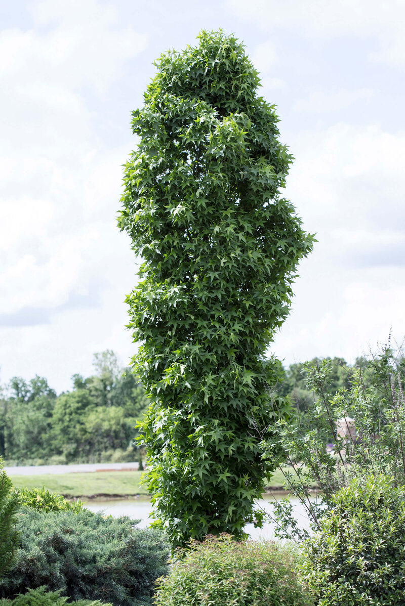 Liquidambar styraciflua Slender Silhouette