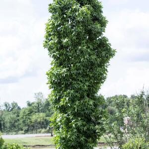 Liquidambar styraciflua Slender Silhouette