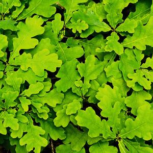 Quercus robus Fastigiata Koster