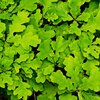 Quercus robus Fastigiata Koster