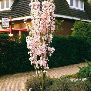 Prunus serrulata Amanogawa