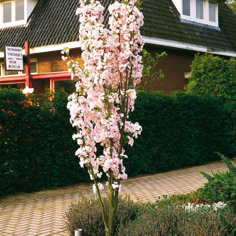 SäulenZierkirsche STARKL