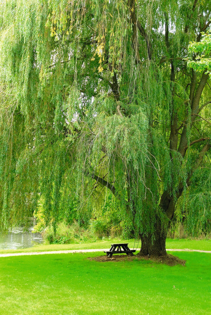 Salix alba Tristis