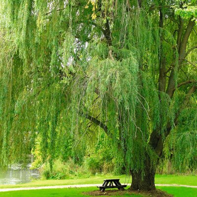 Salix alba Tristis