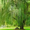 Salix alba Tristis