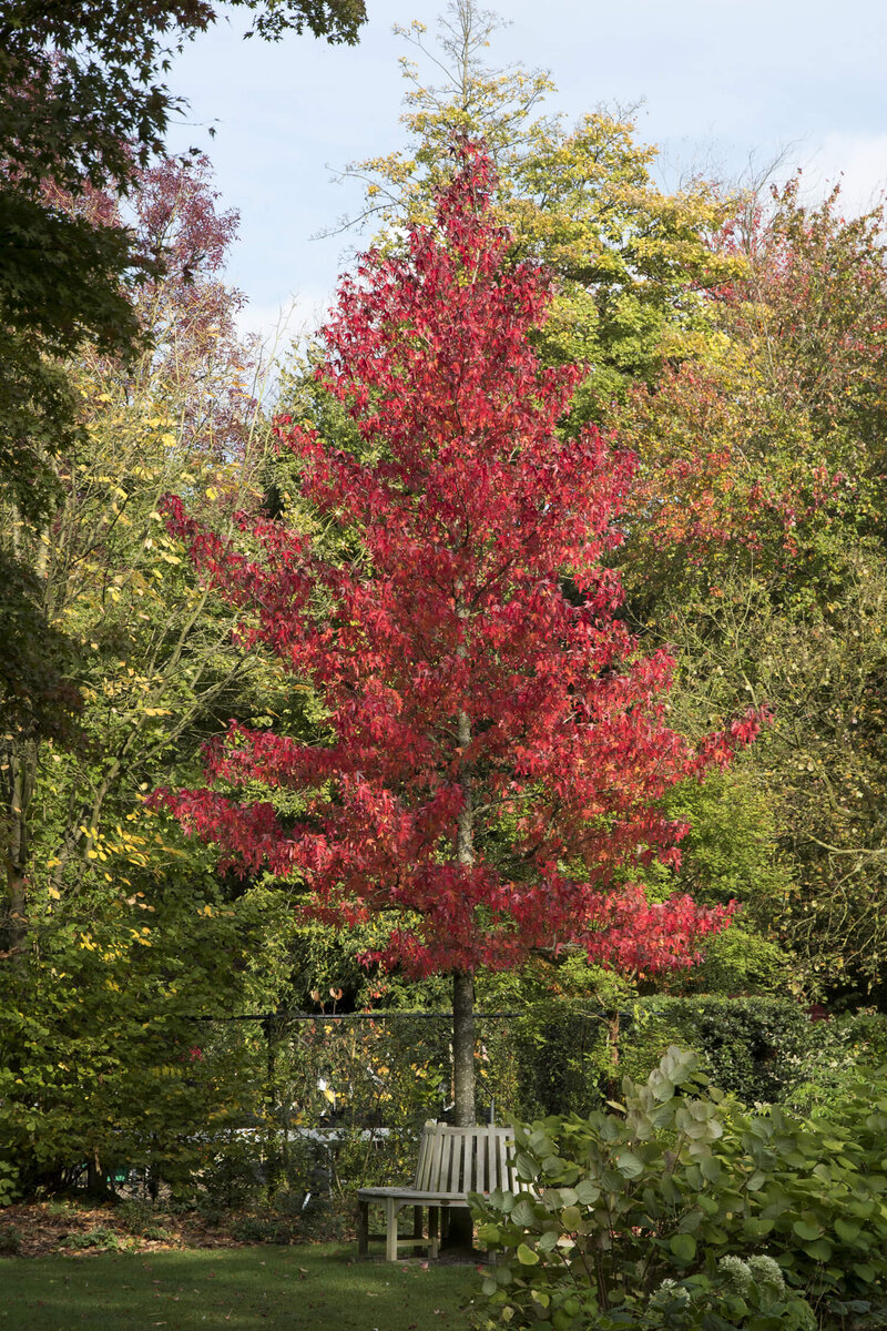 Liquidambar styraciflua