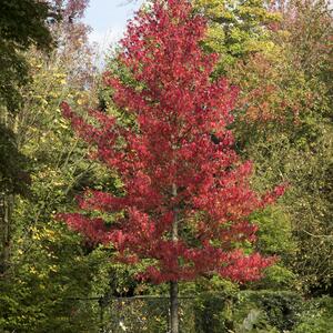 Liquidambar styraciflua