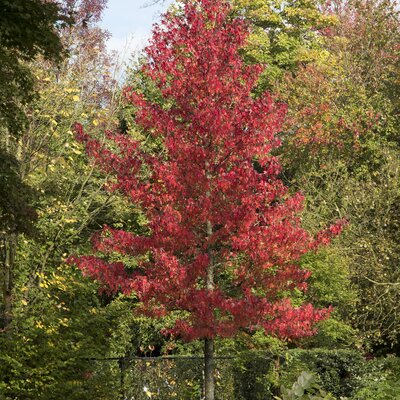 Liquidambar styraciflua