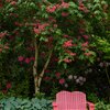 Aesculus carnea Briotii
