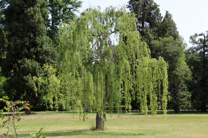 Salix alba Tristis