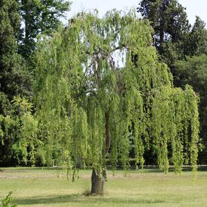 Salix alba Tristis