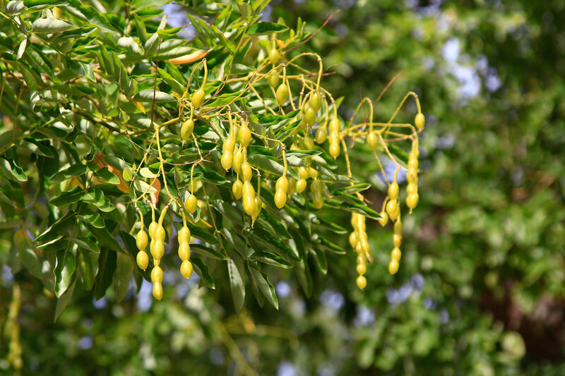 Gleditsia triacanthos Skyline