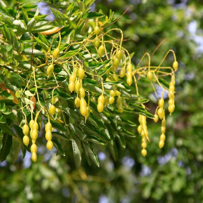 Gleditsia triacanthos Skyline