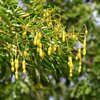 Gleditsia triacanthos Skyline